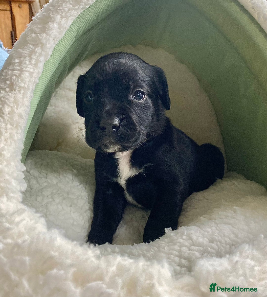 Springador dogs for sale: STUNNING SPRINGADOR PUPPIES  - Image 20