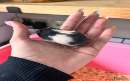 Hamster rodents for sale: Baby Syrian hamsters - Image 8