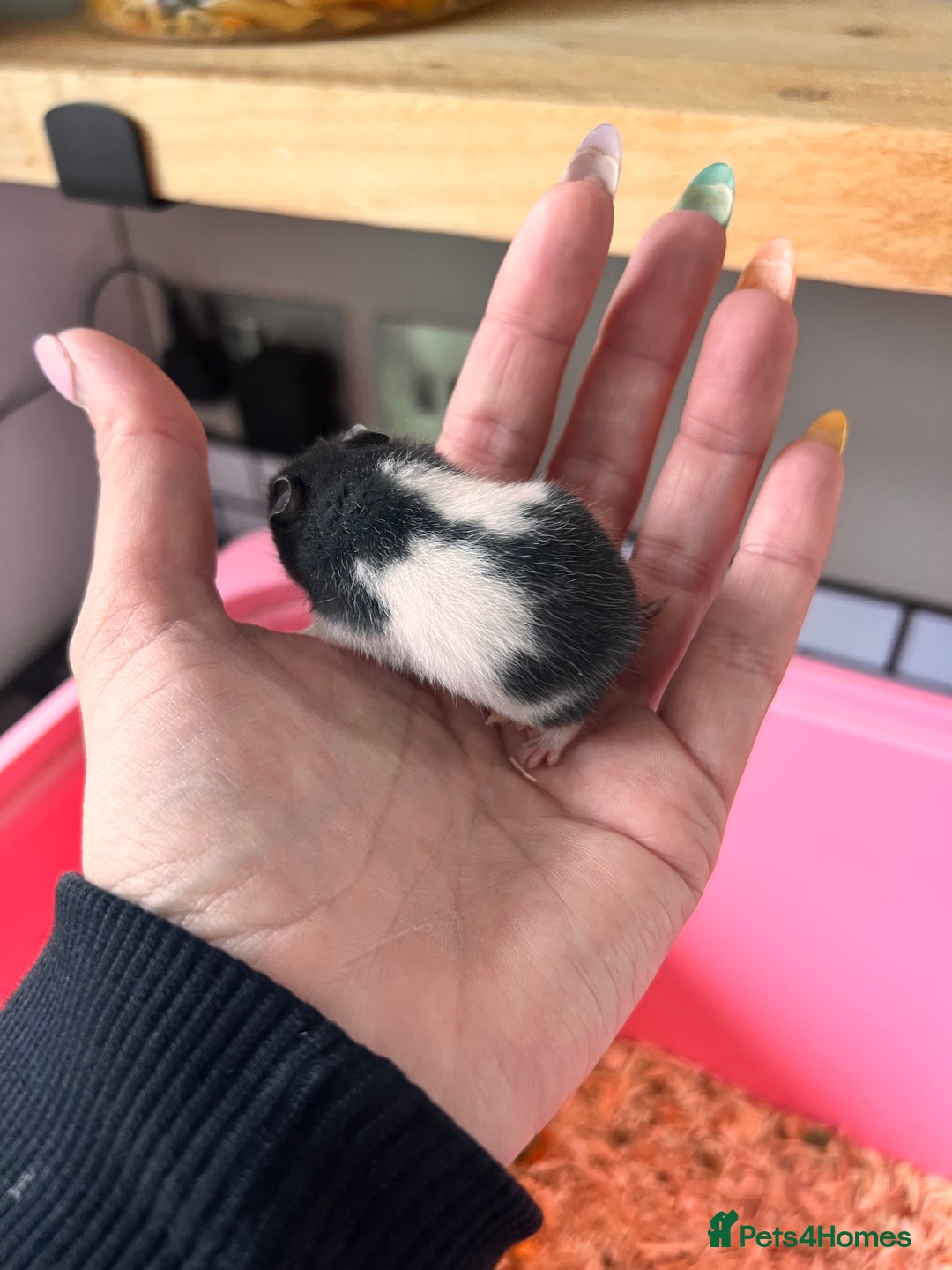Hamster rodents for sale: Baby Syrian hamsters - Image 8
