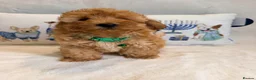 Maltipoo dogs for sale: 💖BEAUTIFUL LICENSED-BRED MALTIPOO💖 in Virginia Water - Advert 33