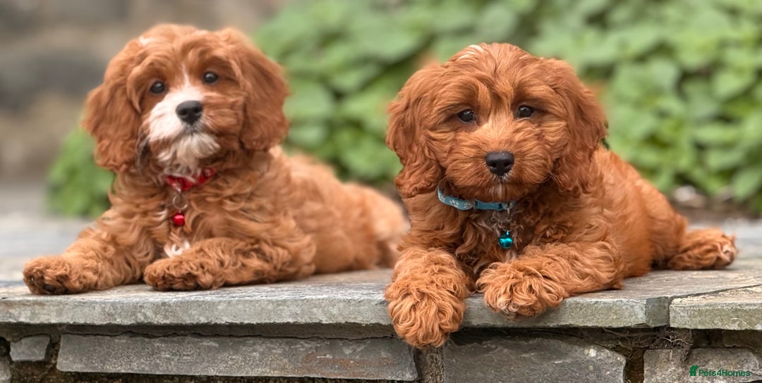 Cavapoo dogs for sale: Outstanding litter of deep red cavapoos - Image 13