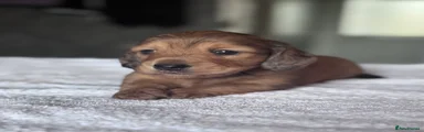 Miniature Dachshund 3