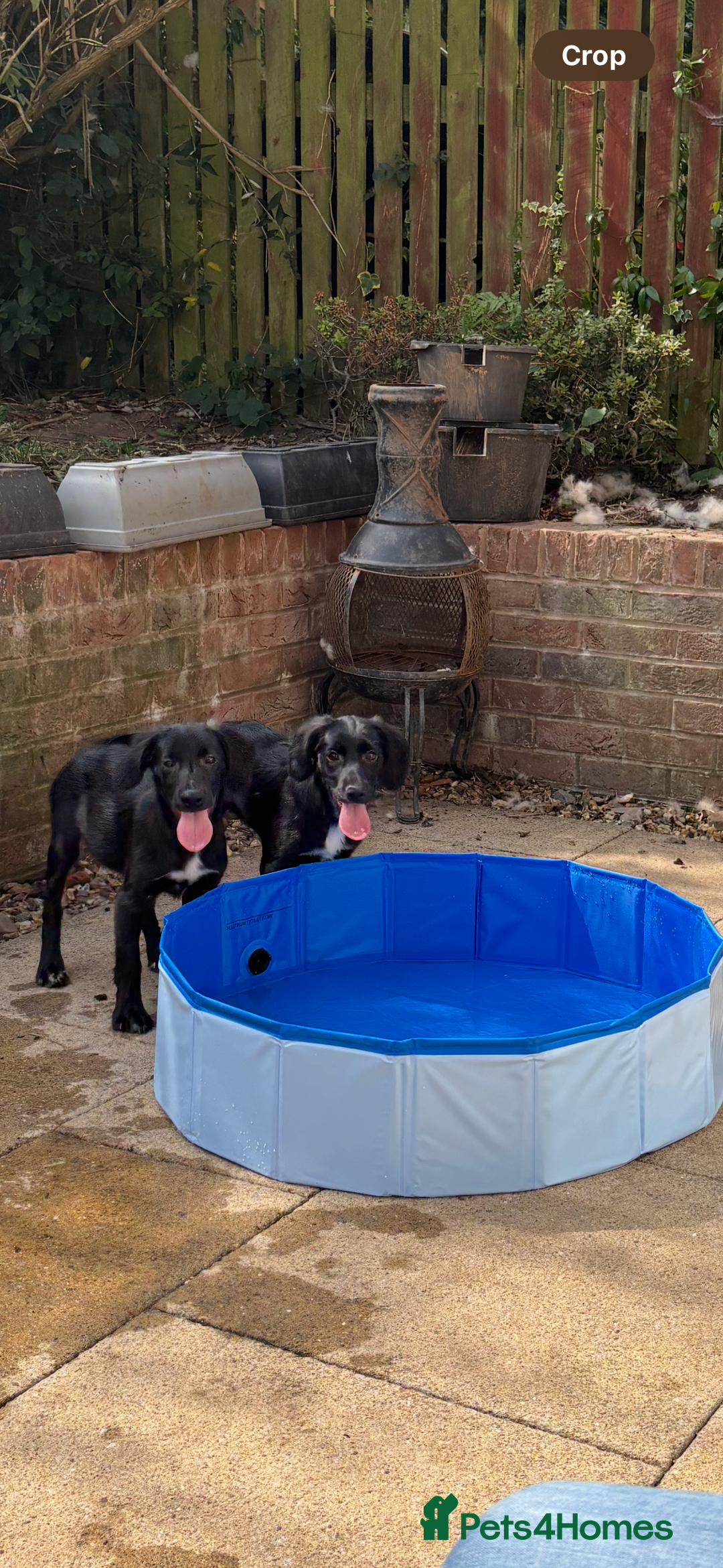 Mixed Breed dogs for sale: Cocker spaniel cross border collie pups  - Image 1