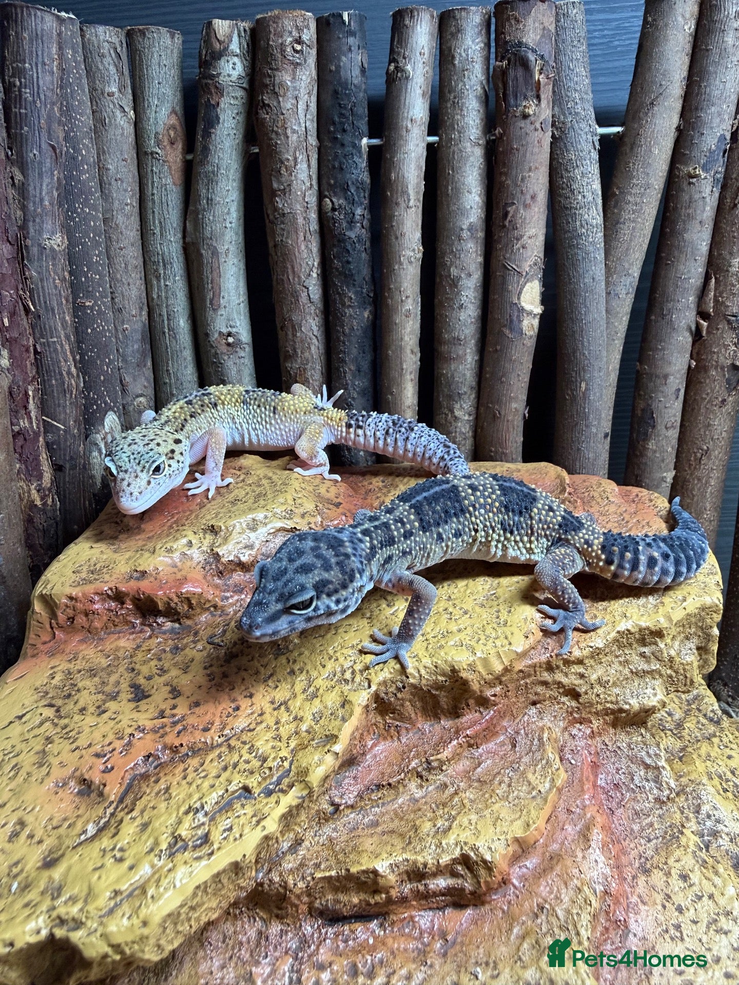 Leopard Gecko reptiles Two Female Leopard Geckos for Sale - Advert 11