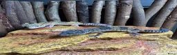Leopard Gecko reptiles for sale: Two Female Leopard Geckos for Sale - Advert 1