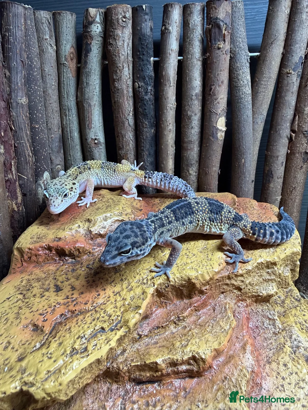 Leopard Gecko reptiles for sale: Two Female Leopard Geckos for Sale - Advert 1