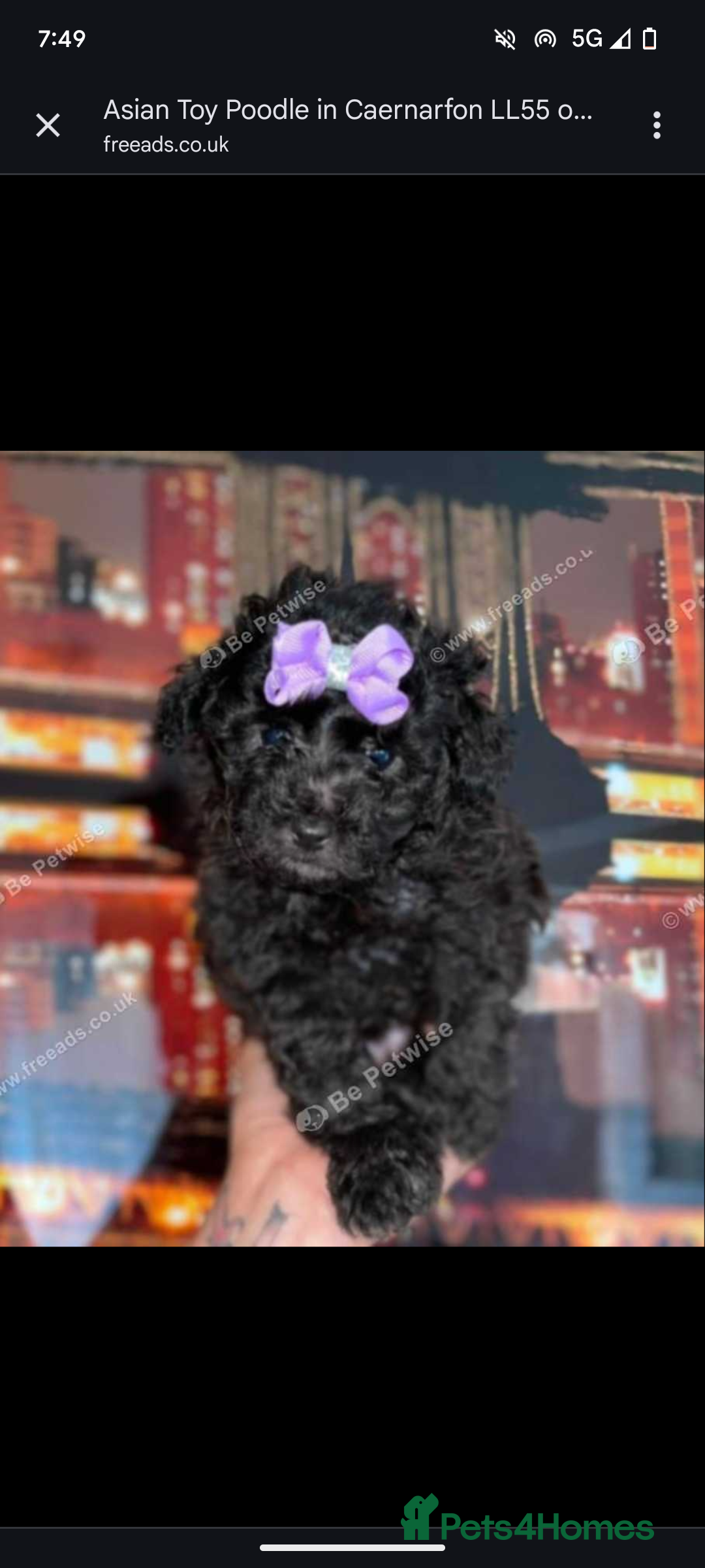 Toy Poodle dogs for sale: Asian poodle girls  - Image 2