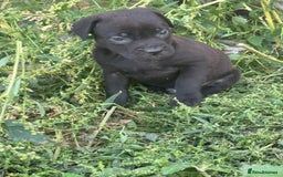 Cane Corso dogs for sale: Cane corso pups - Image 5