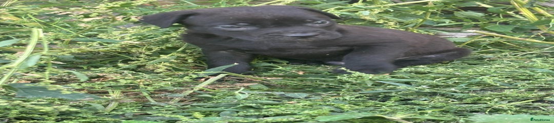 Cane Corso Puppy 2