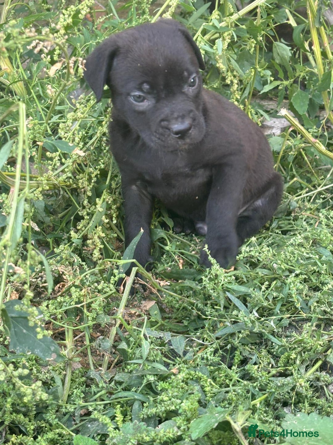 Cane Corso dogs for sale: Cane corso pups - Image 5
