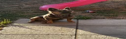 French Bulldog dogs for sale: Ariel Fluffy French bulldog - Advert 3