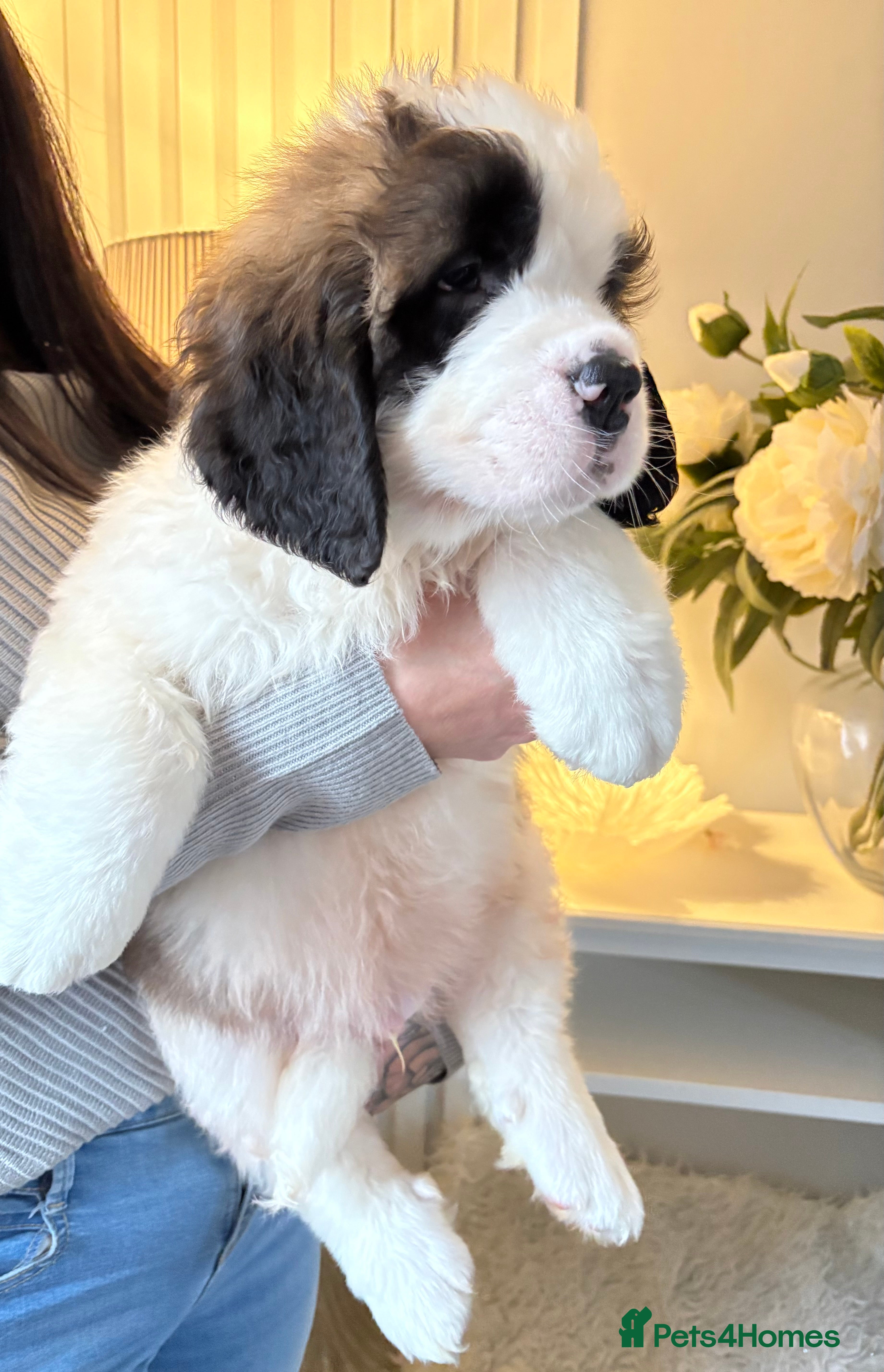 Saint Bernard dogs Stunning Saint Bernard puppies!  - Advert 1