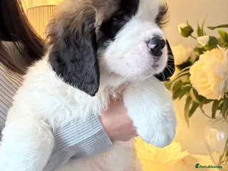 Saint Bernard dogs Stunning Saint Bernard puppies! - Advert 1