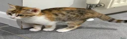 Mixed Breed cats for sale: Kittens part Bengal - Advert 14