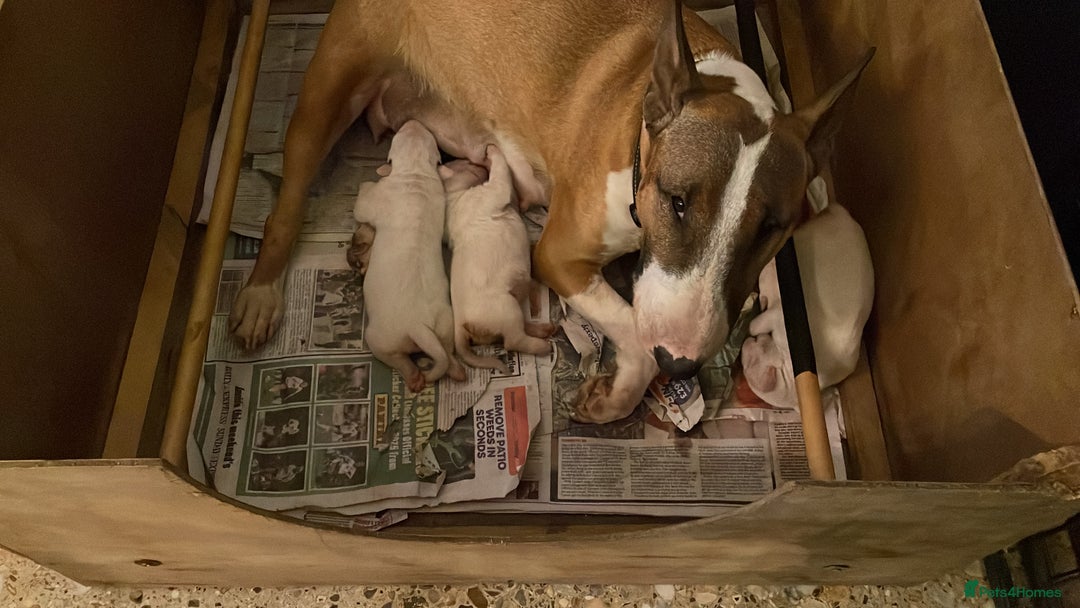 English Bull Terrier dogs for sale: English bull terrier  - Image 20