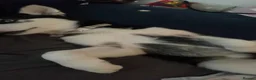 Siberian Husky dogs for sale: Laika - Advert 2