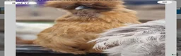 Chickens poultry for sale: 6 Silkie hatching eggs - Advert 5