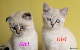 Scottish Fold cats for sale: Scottish fold kittens  - Image 31