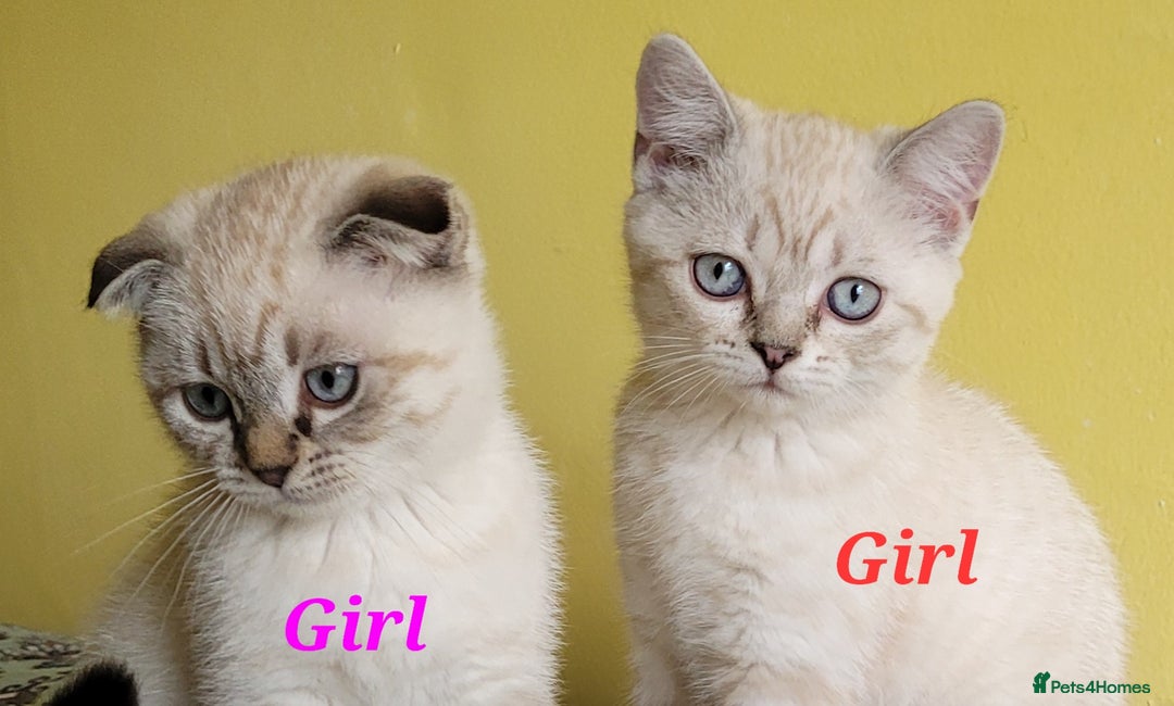 Scottish Fold cats for sale: Scottish fold kittens  - Image 31