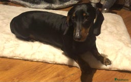 Dachshund dogs for sale:  Only one girl left 💕SOLD  - Image 16