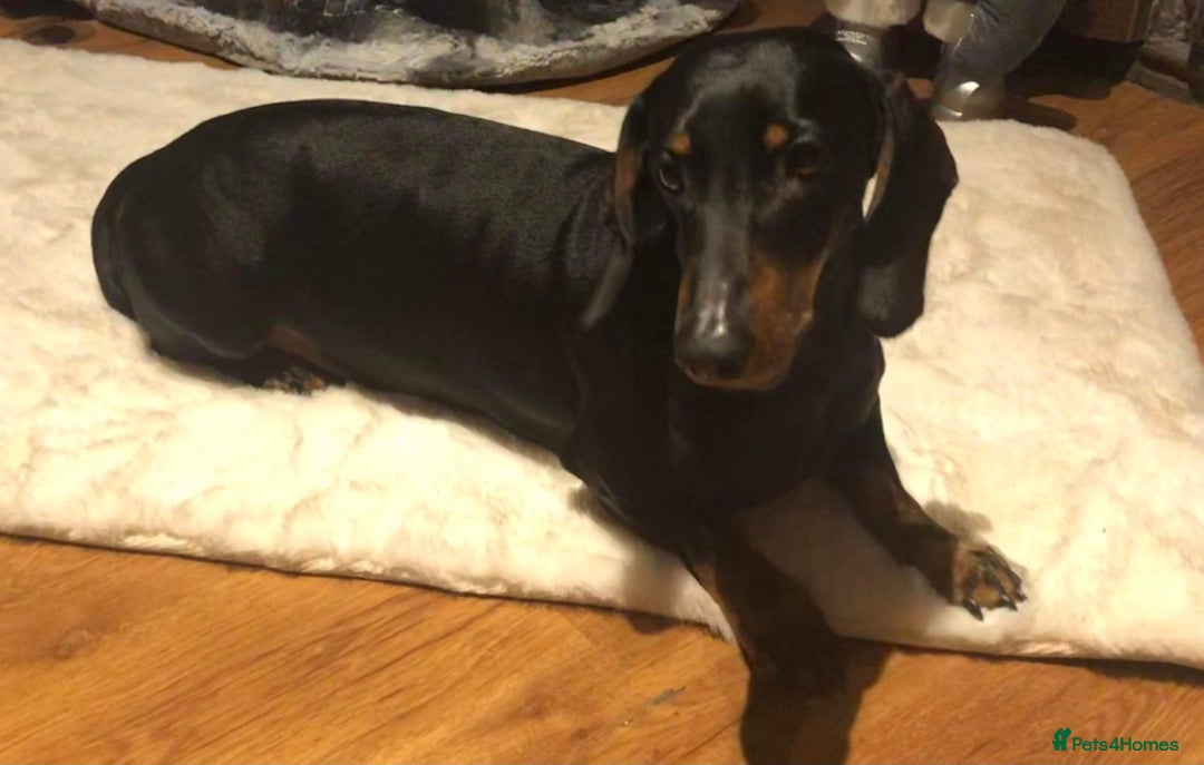 Dachshund dogs for sale:  Only one girl left 💕SOLD  - Image 16