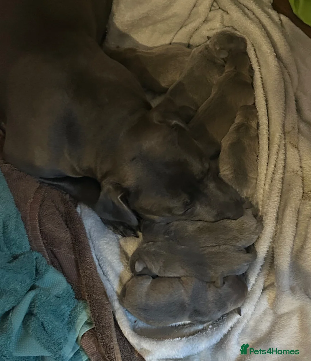 Staffordshire Bull Terrier dogs for sale: Staff x puppies - Advert 1