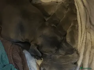 Staffordshire Bull Terrier dogs Staff x puppies - Advert 5