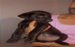 Labrador Retriever dogs for sale: Chocolate Labrador  femail - Image 2
