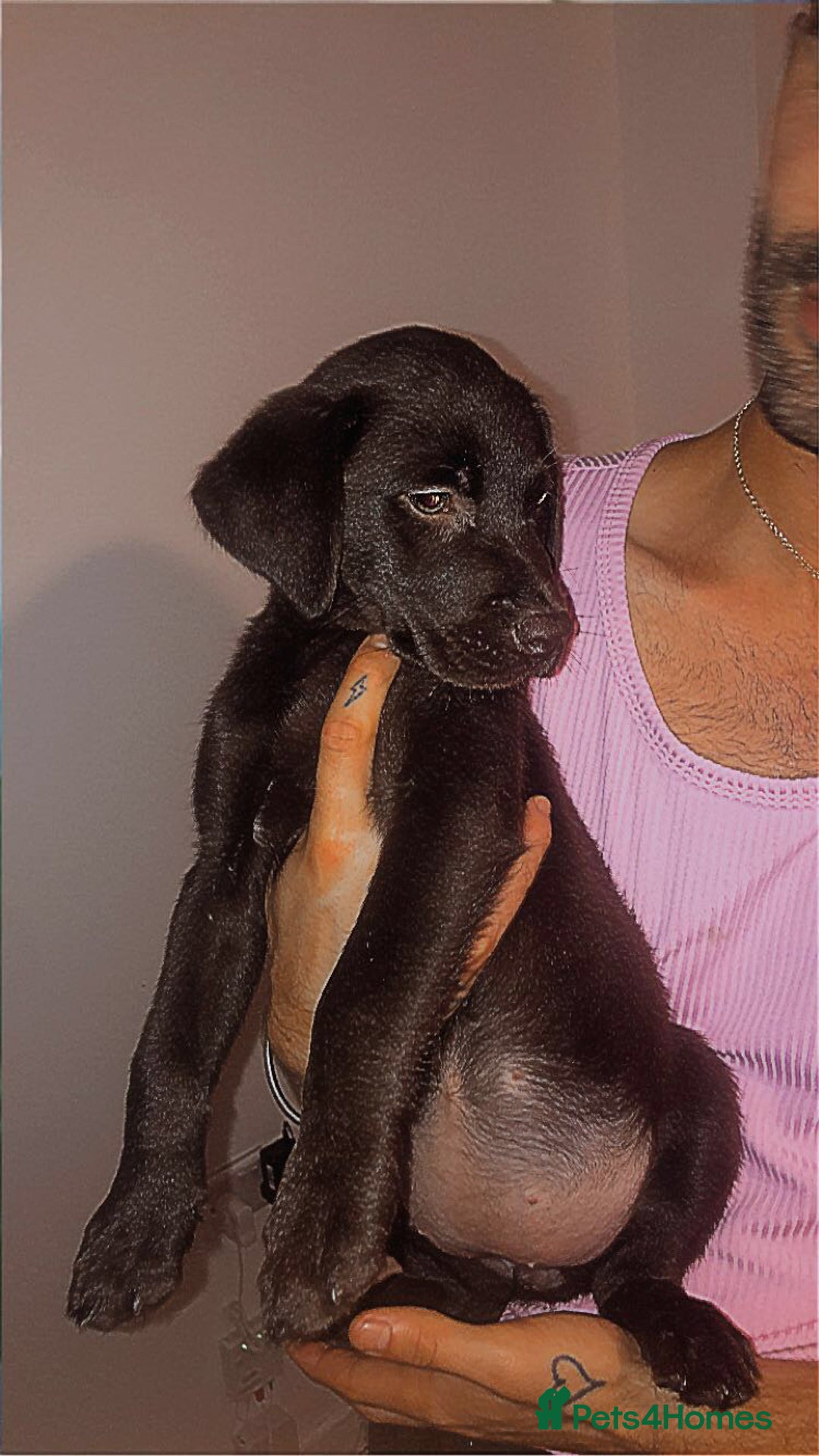 Labrador Retriever dogs for sale: Chocolate Labrador  femail - Image 2