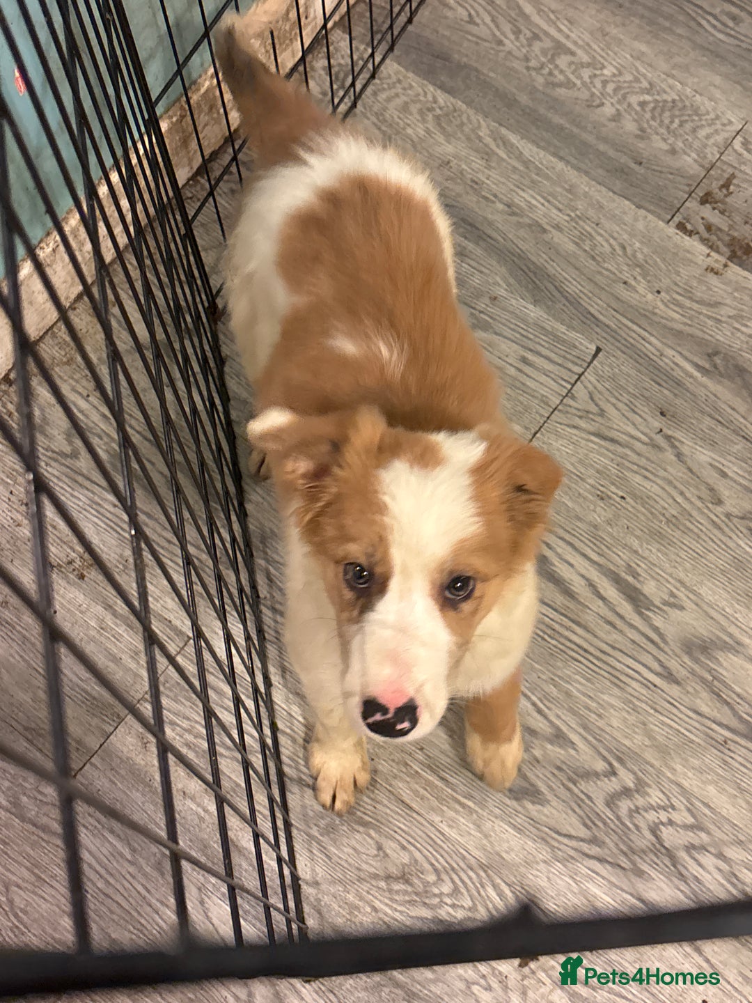 Mixed Breed dogs for sale: Lurcher pup  - Image 1