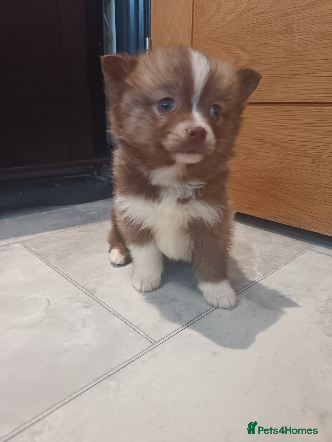 Pomsky dogs for sale: Amazing puppys - Advert 12