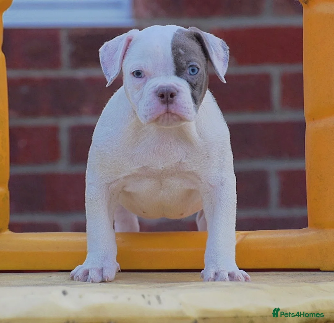 Olde English Bulldogge dogs for sale: 24 YEARS PROS, 5⭐️RATED LICENSED & REGISTERED  - Advert 2