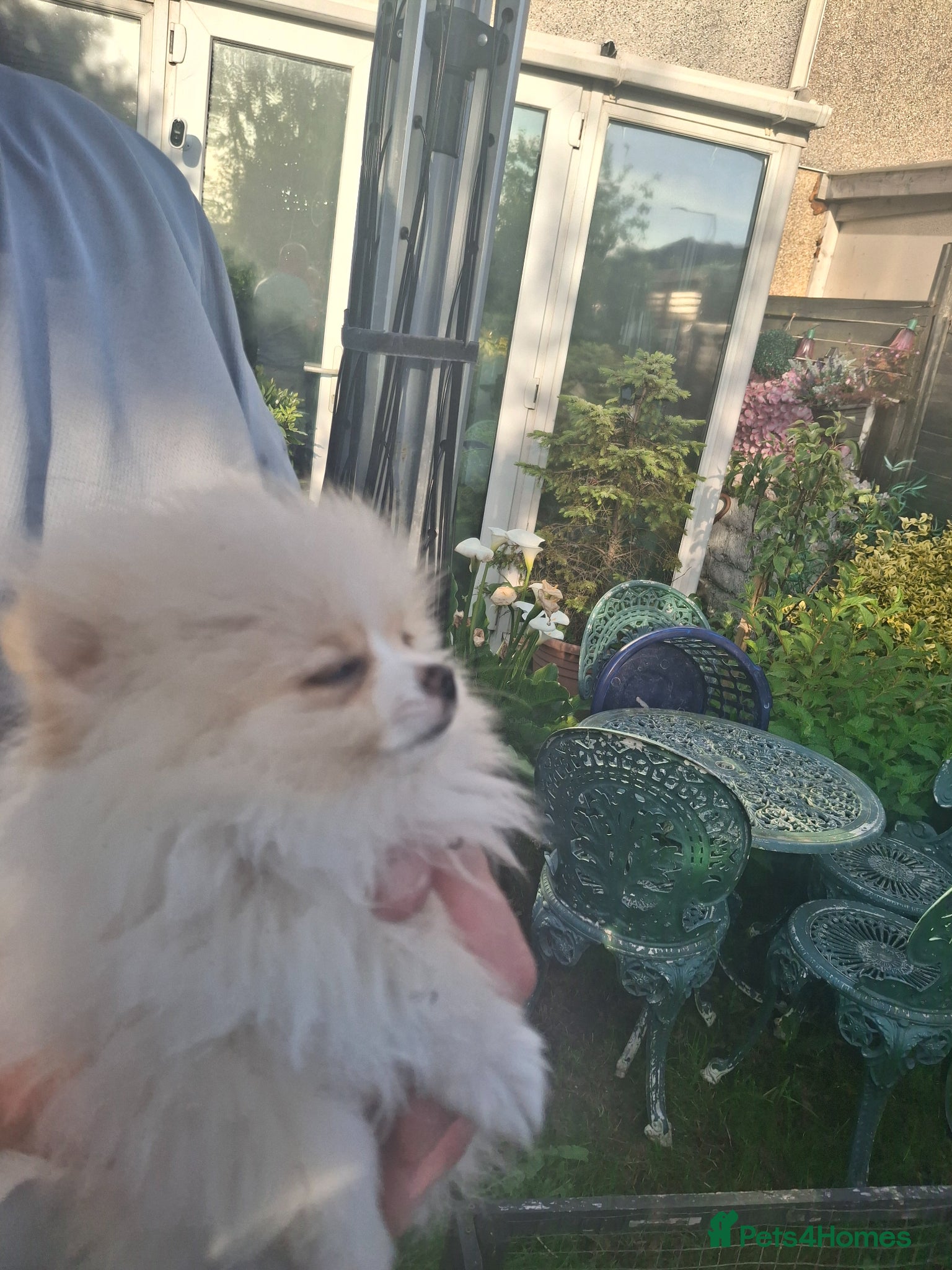 Pomeranian dogs Well Bred  **  Pomeranians  - Advert 5