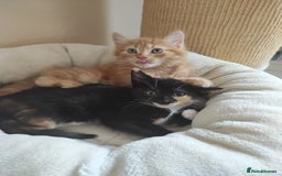 British Shorthair cats for sale: two kittens for sale - Image 2