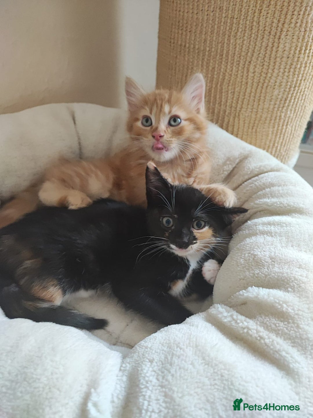 British Shorthair cats for sale: two kittens for sale - Image 2