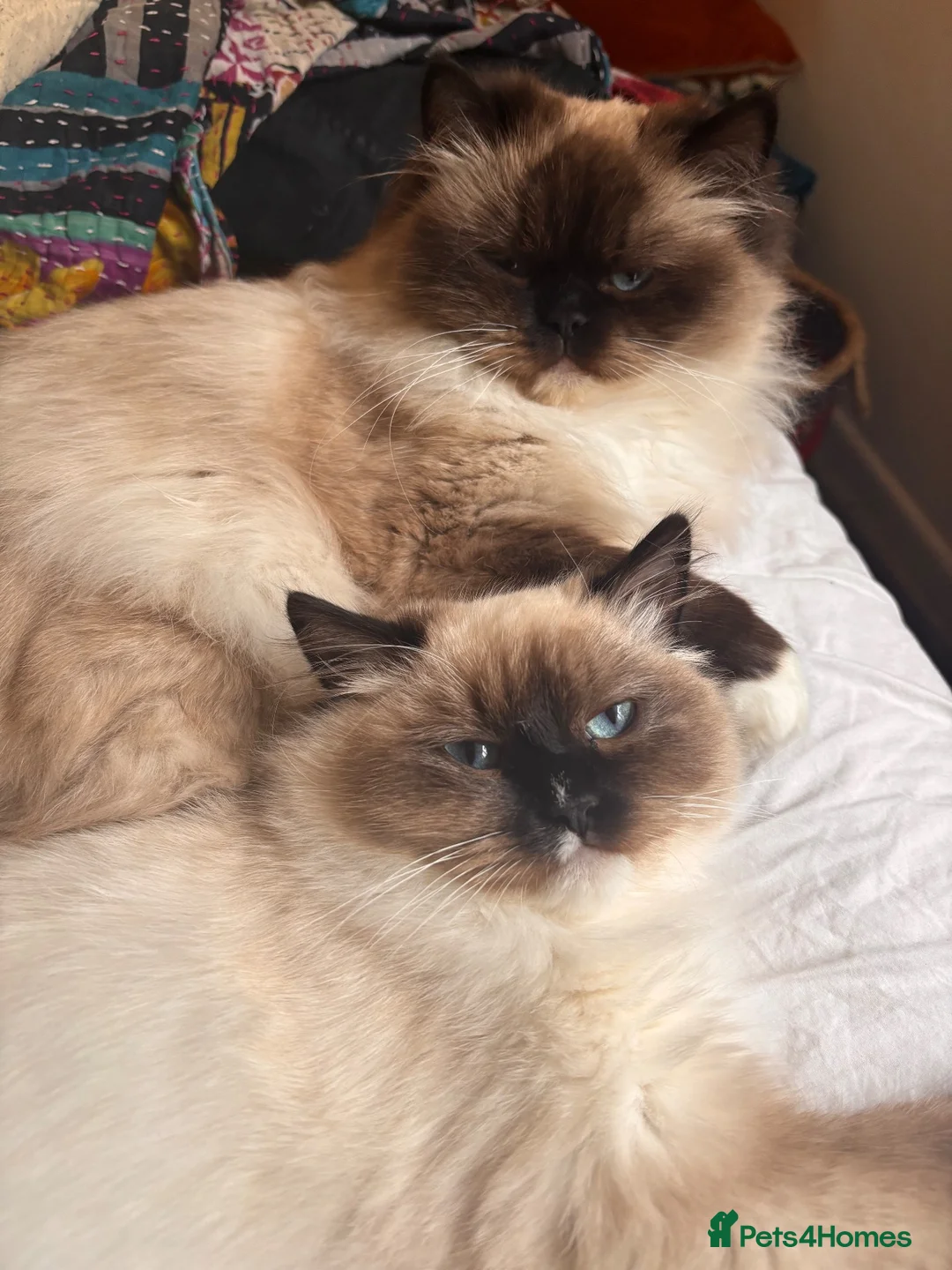 Ragdoll cats for sale: Active pedigree ragdoll queen, TICA  - Advert 1
