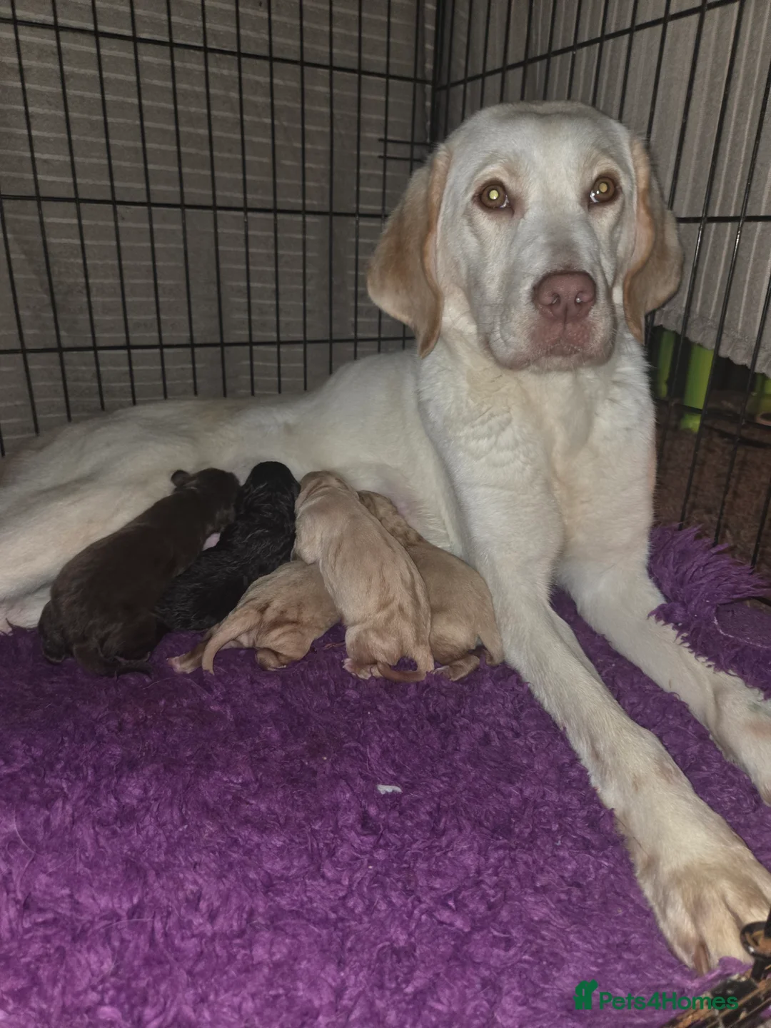 Labrador Retriever dogs for sale: Kc Registered quality labrador puppies - Advert 5