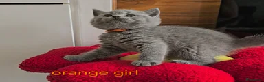 Orange collar