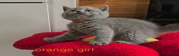 British Shorthair cats for sale: British Shorthair kitten - Advert 26