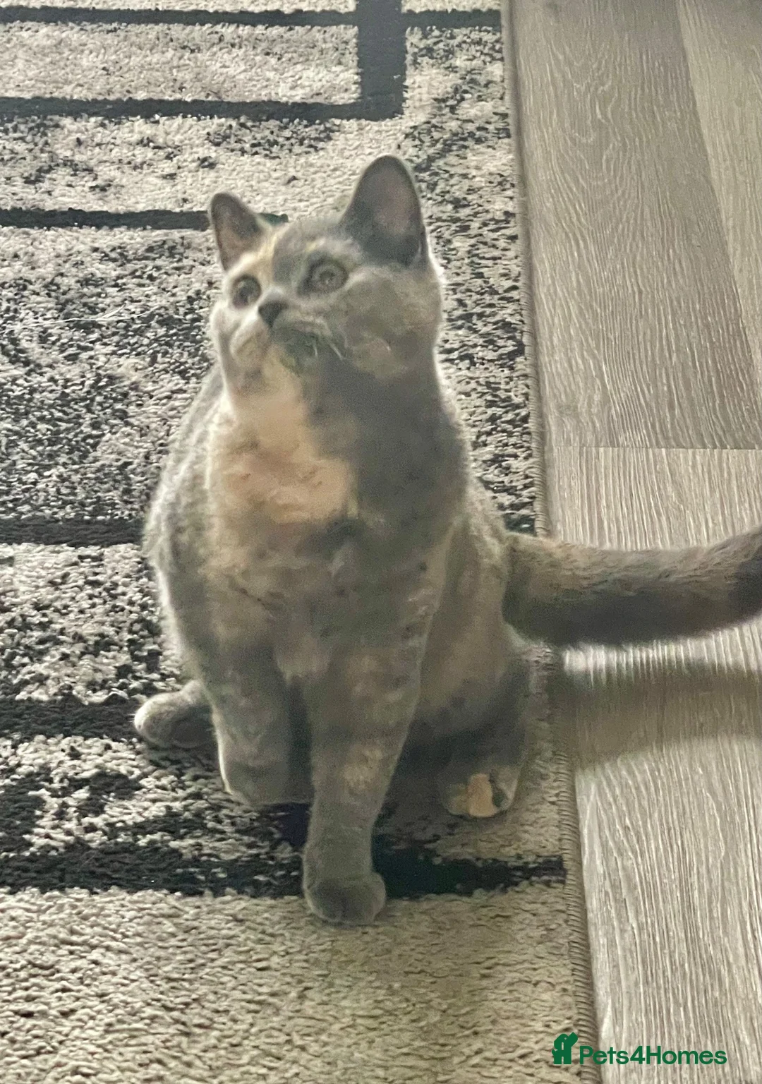 British Shorthair cats for sale: Amber blue and cream British shorthair  - Advert 1