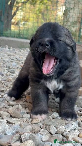 Caucasian Shepherd Dog dogs Rare Caucasian Ovcharka Puppy  - Advert 4
