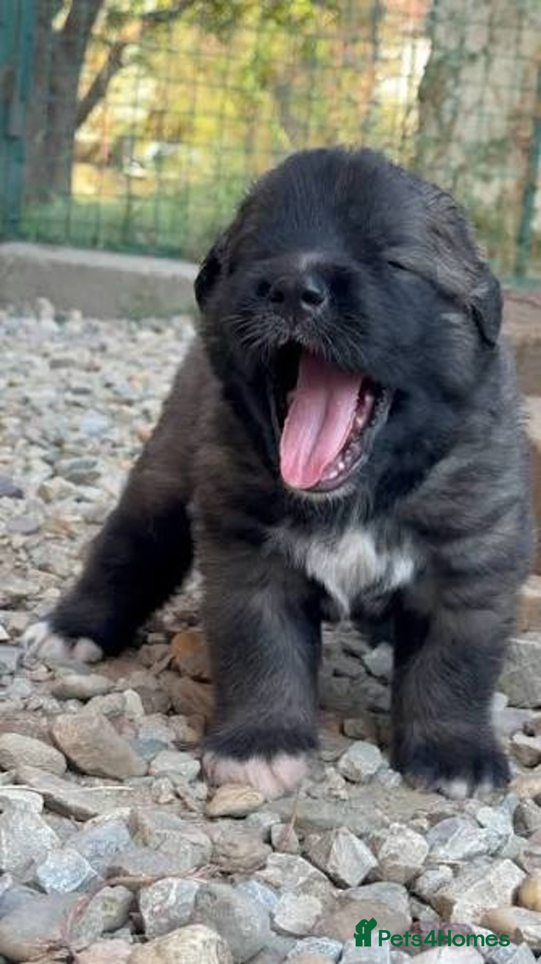 Caucasian Shepherd Dog dogs for sale: Rare Caucasian Ovcharka Puppy  - Advert 1