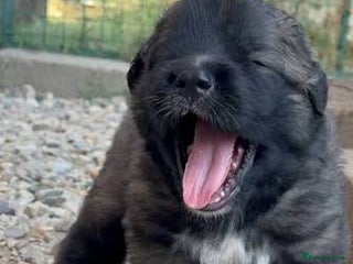 Caucasian Shepherd Dog dogs Rare Caucasian Ovcharka Puppy - Advert 4