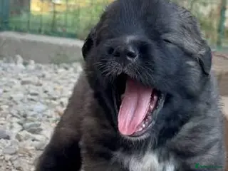 Caucasian Shepherd Dog dogs Rare Caucasian Ovcharka Puppy - Advert 2