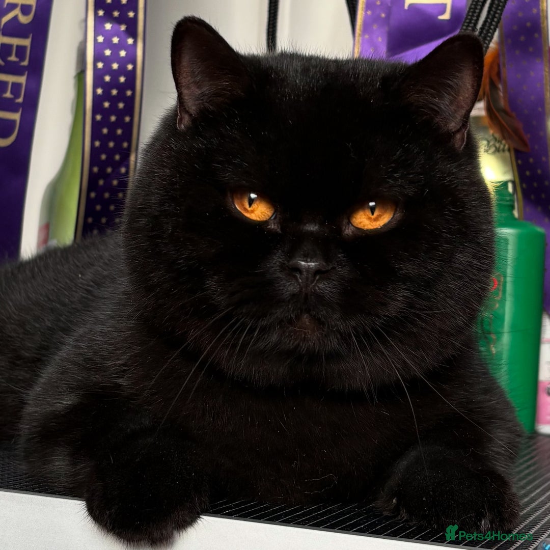 British Shorthair cats for sale: Beautiful black BSH  - Advert 8