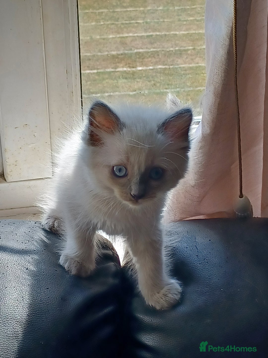 Ragdoll cats for sale: Mink ragdoll kittens - Image 5