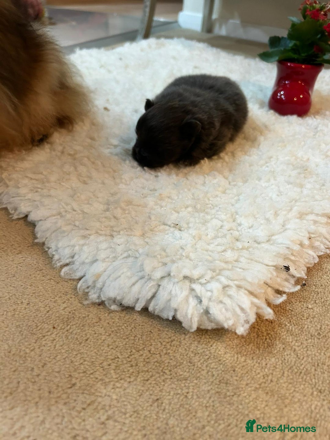 Pomeranian dogs for sale: Blue girl pomeranian - Advert 3