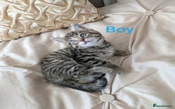 Bengal cats for sale: Purebred Spotted Bengal Kittens Brown Charcoal - Image 3