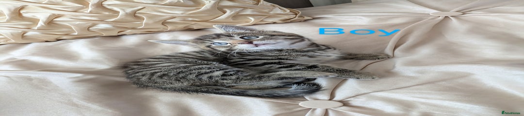 Male kitten 