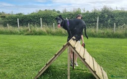 Mixed Breed dogs for sale: 8 month old Sheprador + Crate, Toys and Food - Image 3